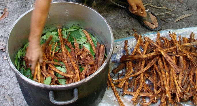 Ayahuasca — Gateway to the Other World