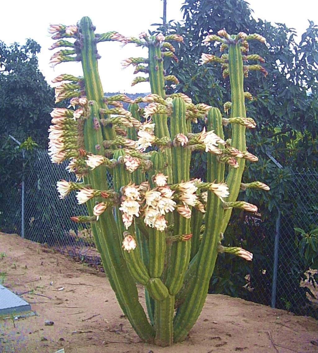 The ‘Plant of the Gods’ — San Pedro Cactus