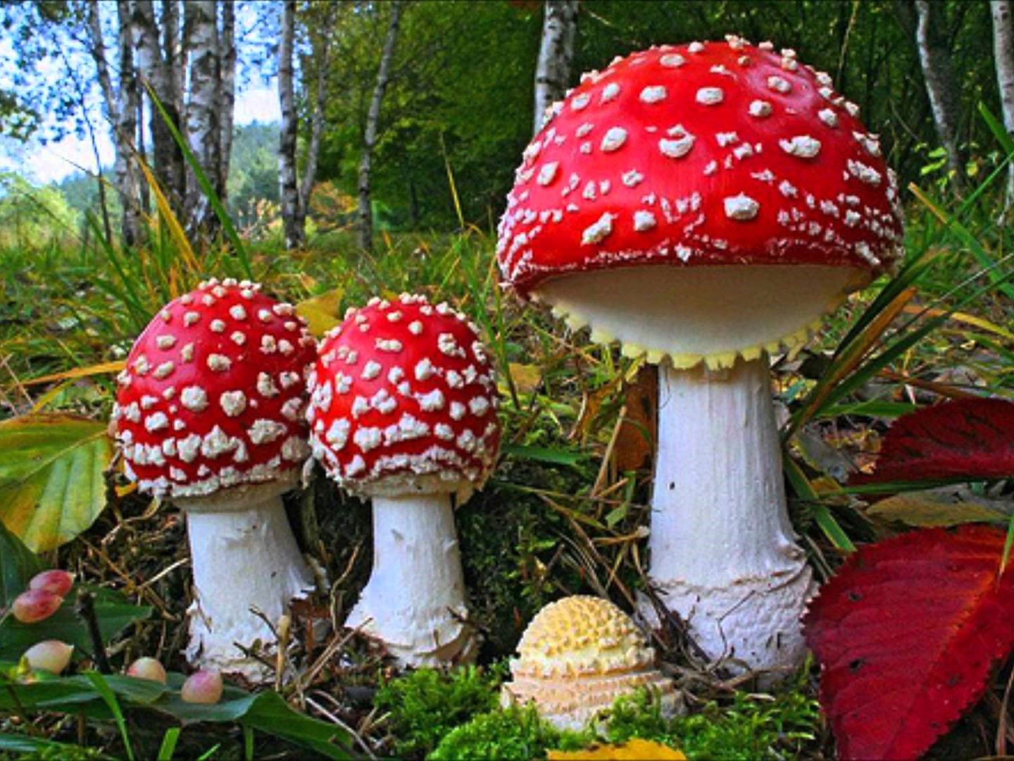 How High Can You Fly with ‘Fly Agaric’ (Amanita Muscaria)?