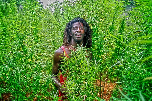 First Cannabis Plant Now Grows in a Jamaica University’s Ground