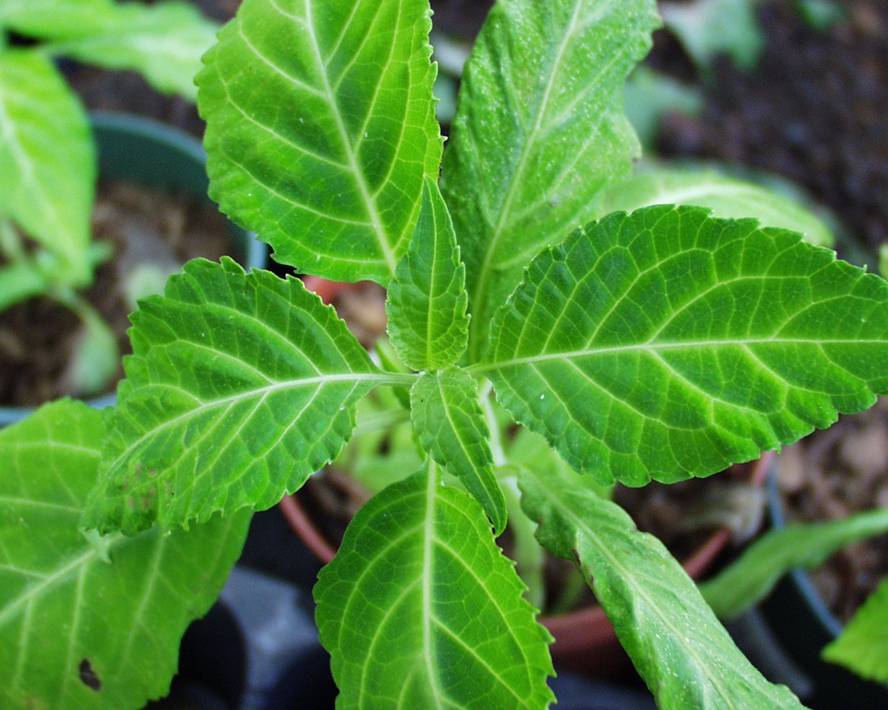 Salvia Divinorum: ‘Not Your Typical Party Drug (And Actually Not)’