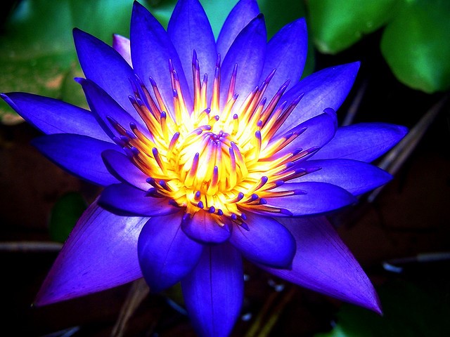 Blue Lotus—the New (but Old) Entheogen for the Modern Shaman