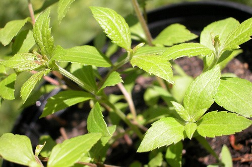 Calea Zacatechichi — the Dream Herb