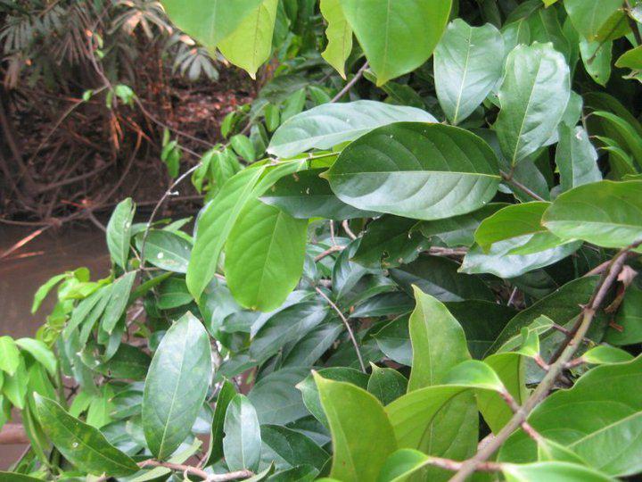 What You Should Know about Diplopterys Cabrerana
